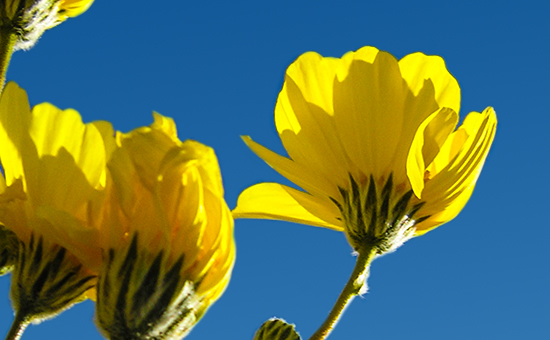 Tenet Health – Health Blooms