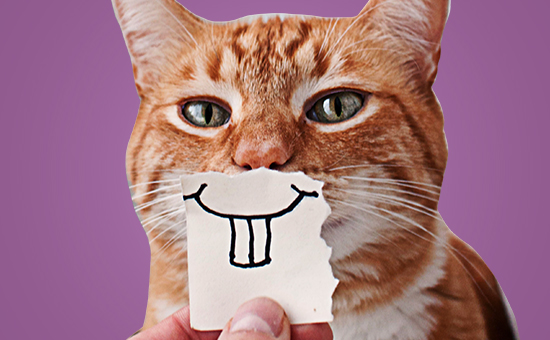 Western Dental & Orthodontics – Chew On